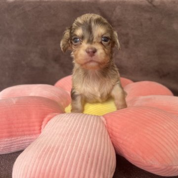 チワックス(チワワ×ダックスフンド)【茨城県・男の子・2024年2月24日・イザベラダップル】の写真「早期ご予約価格です✨健康診断済です💓」