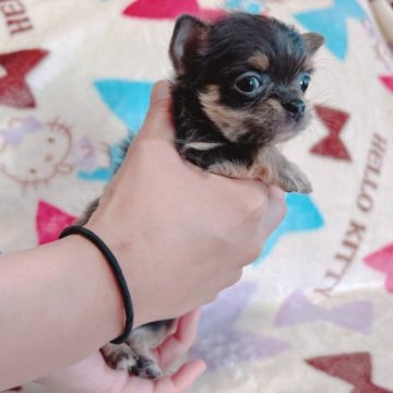 チワワ(ロング)【茨城県・女の子・2023年2月26日・ブルータン】の写真「健康診断済✨GWはぜひこの子と一緒に😊💓」