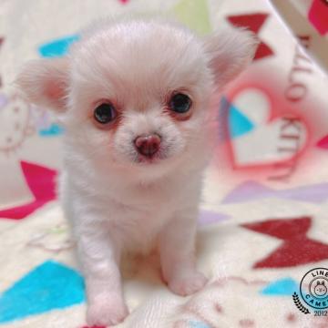 チワワ(ロング)【茨城県・女の子・2022年5月7日・クリームホワイト】の写真「両親遺伝子ｸﾘｱ✨健康診断ばっちり◡̈❤️」