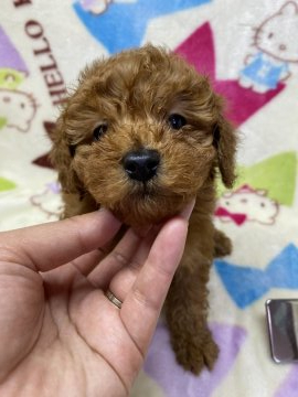 トイプードル(トイ)【茨城県・男の子・2020年12月4日・レッド】の写真「ムチムチの子なので、初めて飼う方でも安心♥」