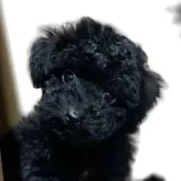 トイプードル(トイ)