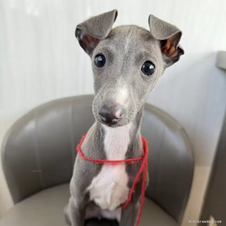ID：2503-03040の子犬