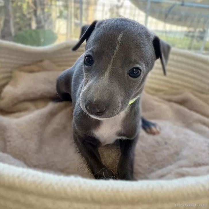 イタリアングレーハウンド【大分県・女の子・2025年10月1日・ブルー&amp;ホワイト】の写真1「11/3  体重770g」