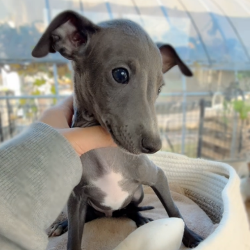 イタリアングレーハウンド【大分県・男の子・2025年10月1日・ブルー&ホワイト】の写真「元気いっぱいな男の子⭐︎」