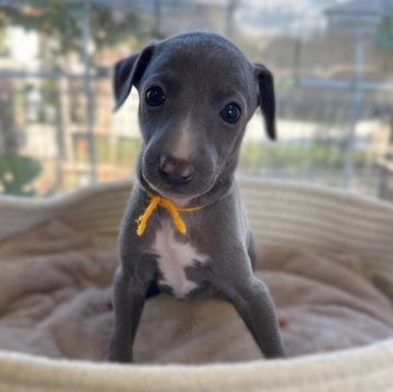 イタリアングレーハウンド【大分県・女の子・2025年10月1日・ブルー&ホワイト】の写真「とっても可愛い女の子 ♡」