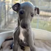 イタリアングレーハウンド