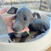 イタリアングレーハウンド