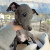 イタリアングレーハウンド