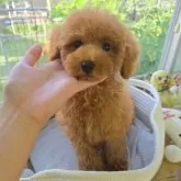 トイプードル(トイ)【大分県・男の子・2025年4月29日・レッド】の写真3