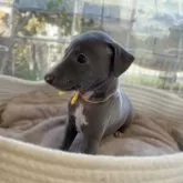 イタリアングレーハウンド【大分県・女の子・2025年10月1日・ブルー&ホワイト】の写真3