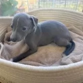 イタリアングレーハウンド【大分県・女の子・2025年10月1日・ブルー&ホワイト】の写真5