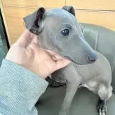 イタリアングレーハウンド【大分県・男の子・2025年10月1日・ブルー&ホワイト】の写真6