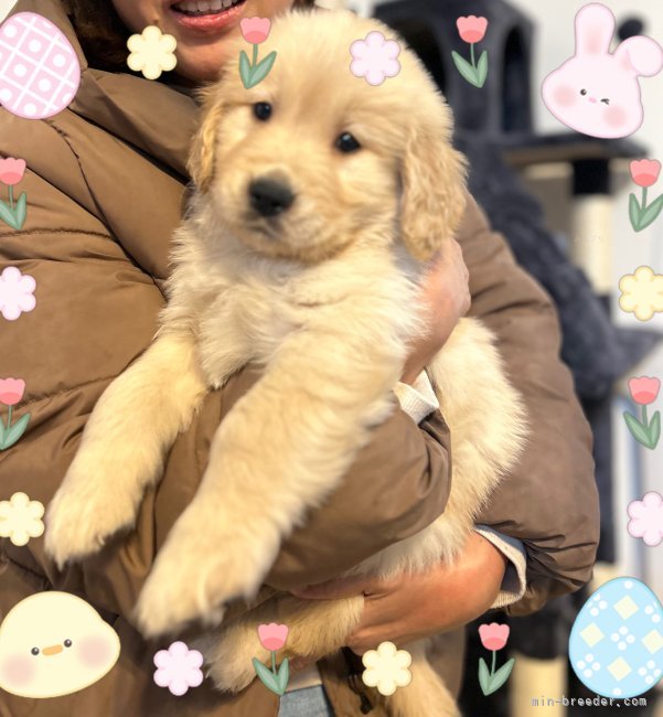 小川　大輔(おがわ　だいすけ)ブリーダー(岡山県・ゴールデンレトリバーなど・JKC/KC登録)の紹介写真4