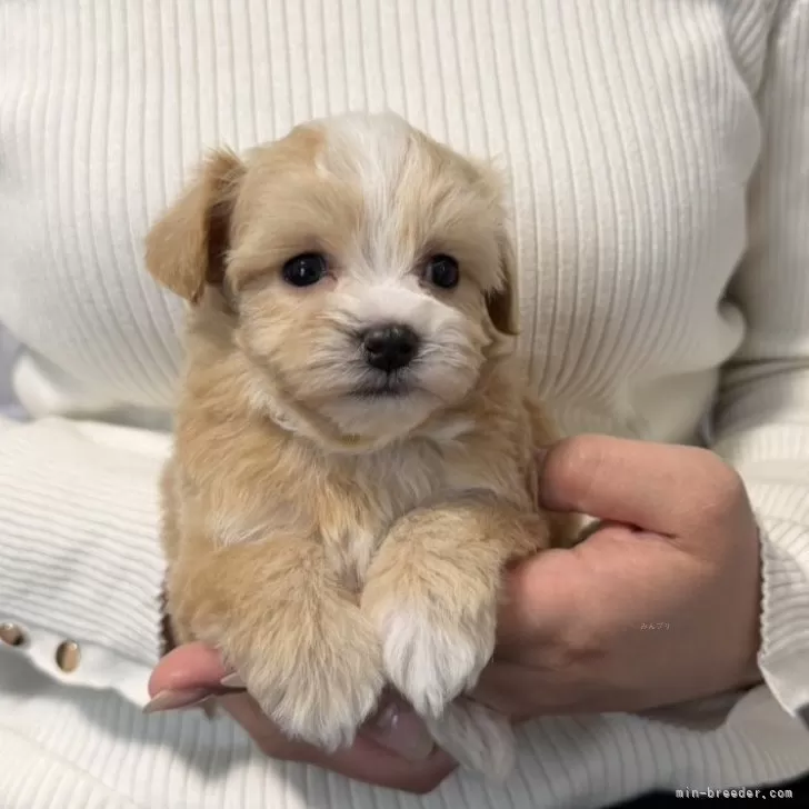 マルプー(マルチーズ×トイプードル)【岡山県・男の子・2025年12月30日・クリーム系】の写真1