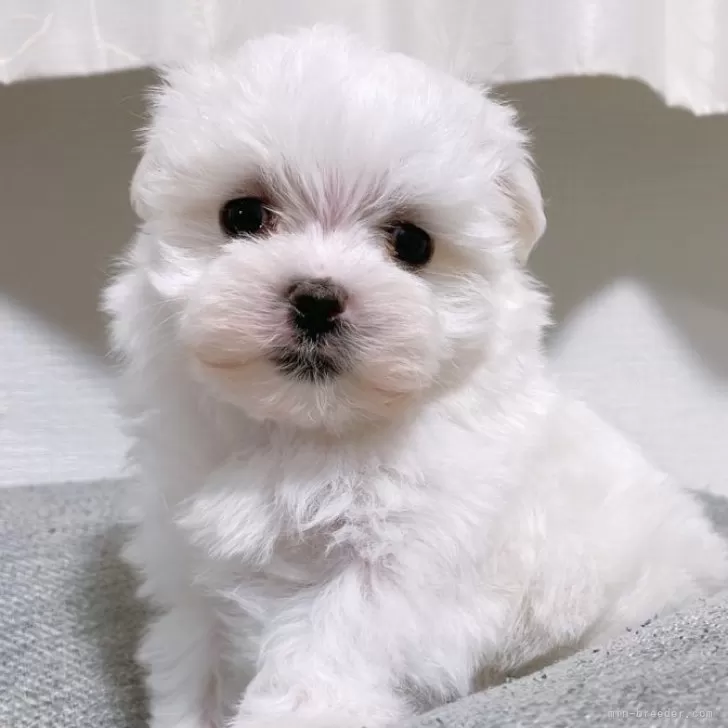 ID：2501-08082の子犬