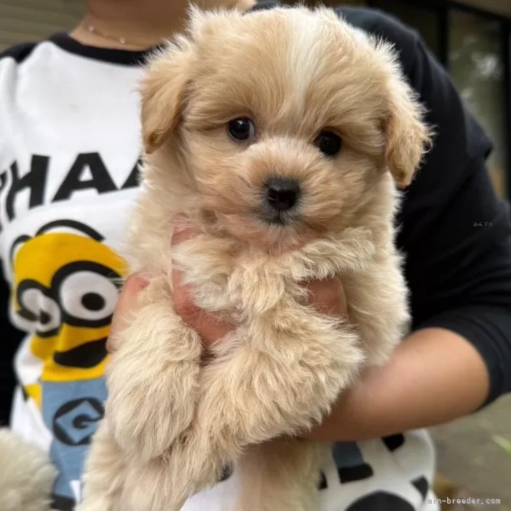 ID:2505-00172の子犬