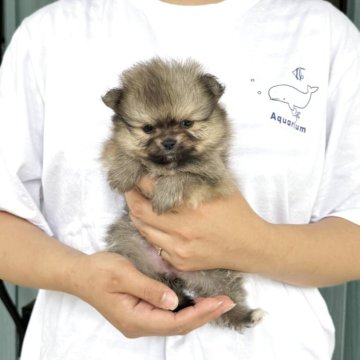 ポメラニアン【岡山県・女の子・2025年5月5日・ウルフセーブル】の写真「小ぶりで可愛い顔立ちしてるのんびり屋さん♡🐶」