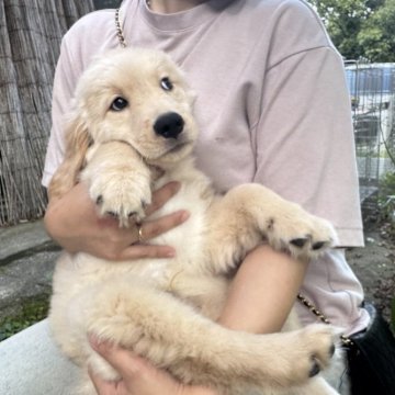 ゴールデンレトリバー【岡山県・男の子・2025年4月11日・ゴールデン】の写真「テールに癖あり。大切にしてくださる方に🩷」