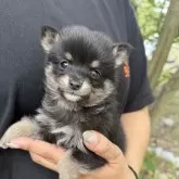 ポメ柴(ポメラニアン×柴犬)【岡山県・女の子・2025年8月14日・黒系】の写真1