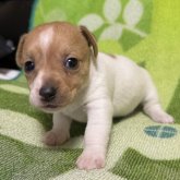 ジャックラッセルテリア