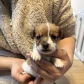 ジャックラッセルテリア【岡山県・女の子・2024年11月7日・ホワイトタン】の写真1