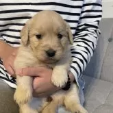 ゴールデンレトリバー【岡山県・女の子・2024年11月19日・ゴールデン】の写真4