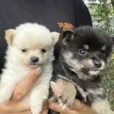 ポメ柴(ポメラニアン×柴犬)【岡山県・女の子・2025年8月14日・黒系】の写真5
