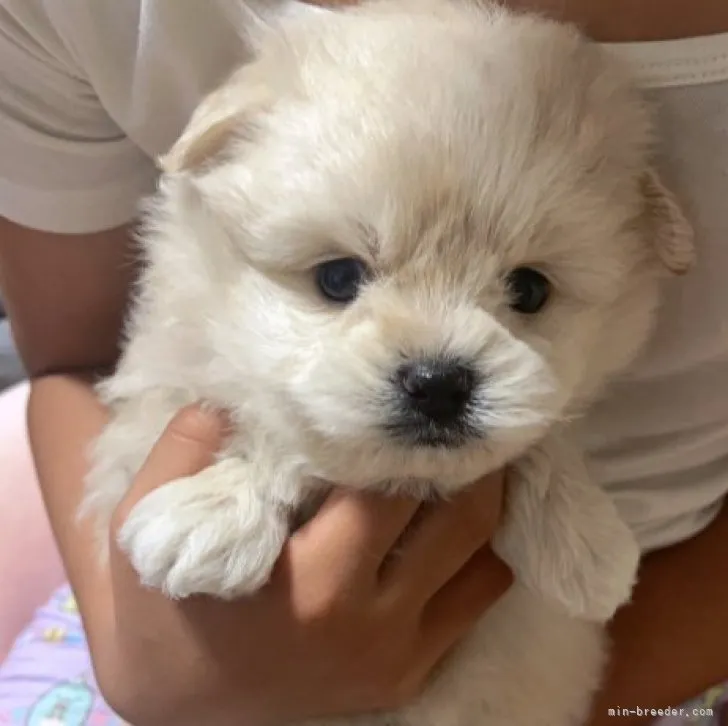 ID:2306-05539の子犬