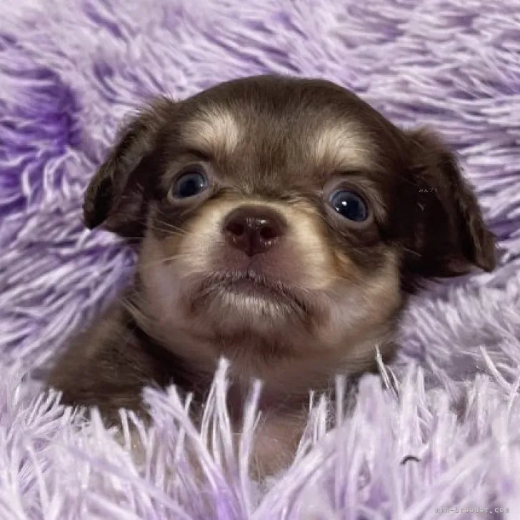 ID:2309-04881の子犬