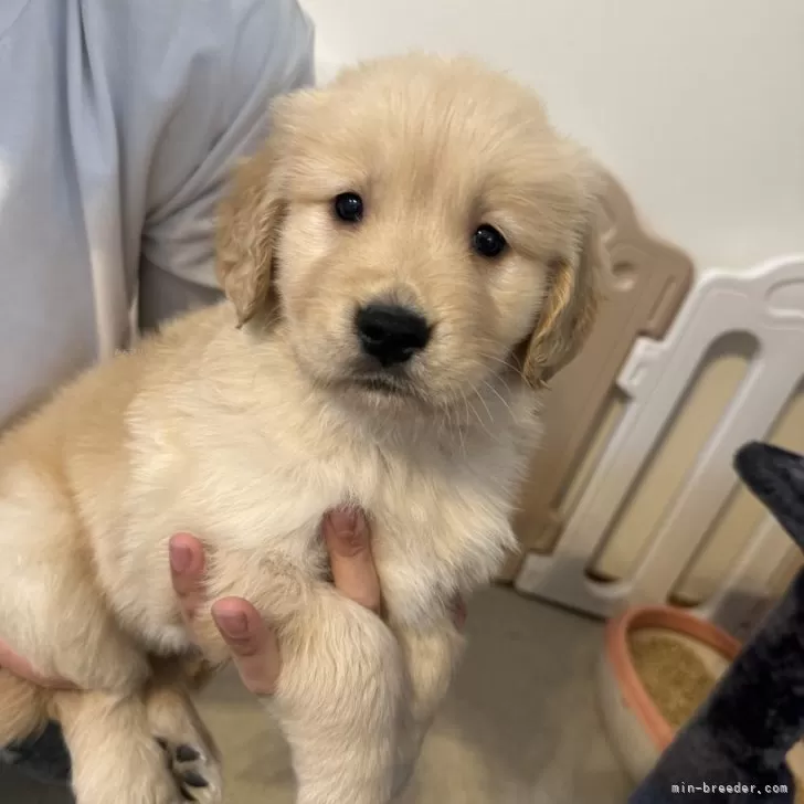 ID：2403-04520の子犬