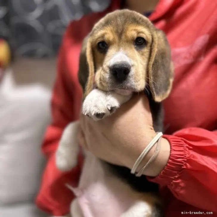 ID:2212-04026の子犬