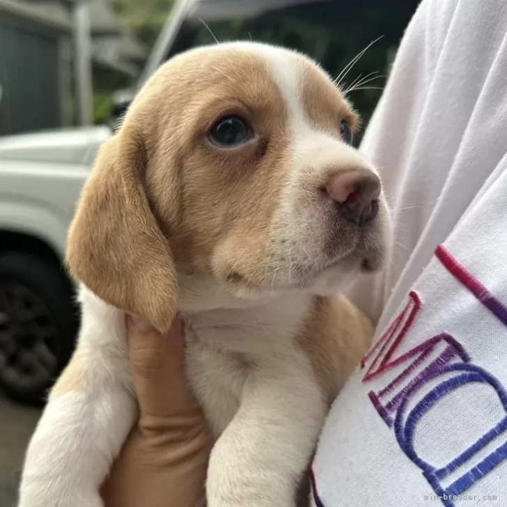 ID:2410-08077の子犬