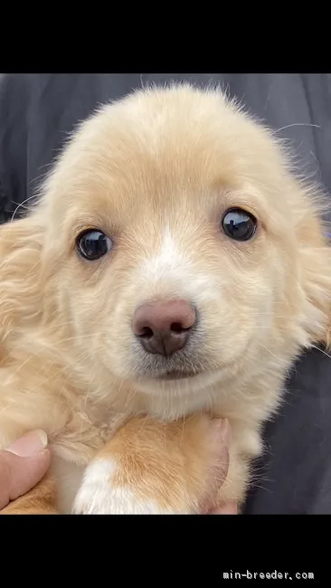 ID：2103-02108の子犬