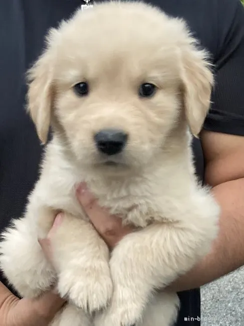 ID：2106-01807の子犬