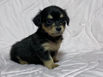 チワックス【岡山県・女の子・2020年11月29日・ブラック&タン】の写真「お顔の模様のバランスが凄く綺麗❣️」