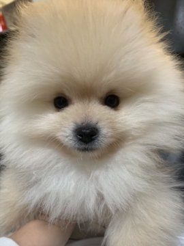 ポメラニアン【岡山県・男の子・2021年12月20日・クリーム】の写真「毛量凄い！ふっさふさ🐶可愛く成長中💕」
