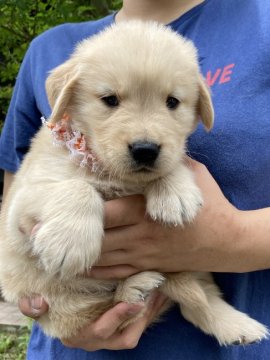 ゴールデンレトリバー【岡山県・男の子・2021年4月29日・ゴールデン】の写真「オレンジリボン君🐶兄弟の中でもムチムチ君🐕」