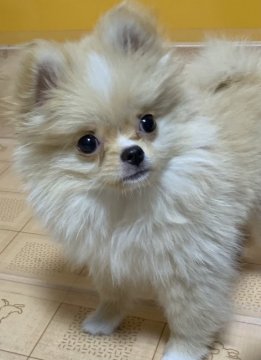 父ポメラニアン母狆【岡山県・女の子・2021年3月31日・クリームホワイト】の写真「上目遣いがキュート💕おとなしい子です♪」