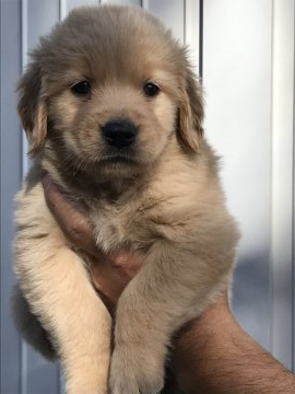 ゴールデンレトリバー【岡山県・女の子・2021年4月29日・ゴールデン】の写真「ムチムチに成長中🐶予約受付中❣️」