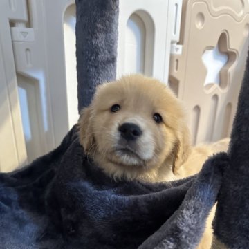 ゴールデンレトリバー【岡山県・女の子・2024年2月6日・ゴールデン】の写真「女の子はこの子だけ🐶遊び方教えてやって下さい♡」