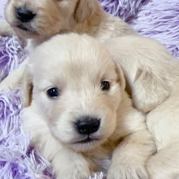 ゴールデンレトリバー【岡山県・男の子・2024年4月6日・ゴールデン】の写真「色白イケメン🐶も少しでお渡し可能🆗」