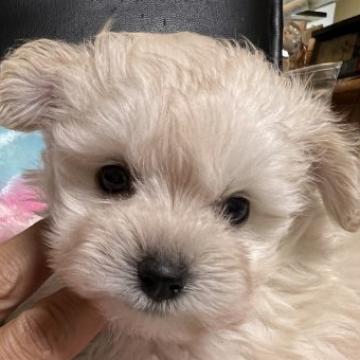 チワプー【岡山県・男の子・2022年5月15日・クリーム】の写真「キョトンとした目がキュート💕是非ご家族の一員に❣️」