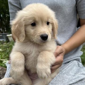ゴールデンレトリバー【岡山県・女の子・2022年7月27日・ゴールデン】の写真「色白さん🐶ぶりぶり成長中です❣️ご予約受付中💌」