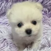 ポメプー(ポメラニアン×トイプードル)【岡山県・男の子・2024年3月18日・ホワイト】の写真1