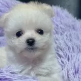 ポメプー(ポメラニアン×トイプードル)【岡山県・男の子・2024年3月18日・ホワイト】の写真5