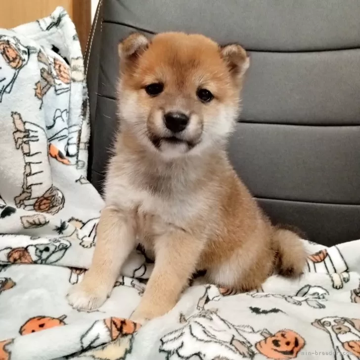 F.K. 様のお迎えした子犬