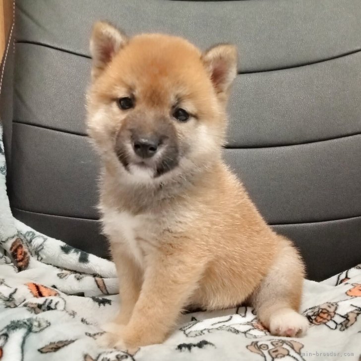 ブリーダー画像