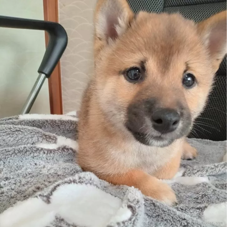 Y.T 様のお迎えした子犬