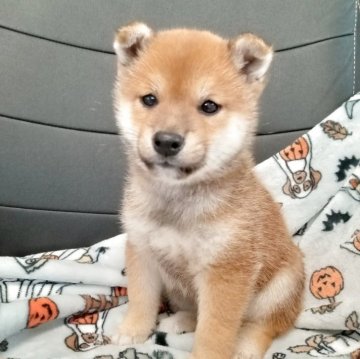 豆柴【千葉県・男の子・2025年9月15日・赤】の写真「元気な男の子」