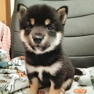 豆柴【千葉県・女の子・2025年9月15日・黒】の写真「小さな女の子」